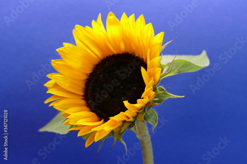 sunflower on blue background