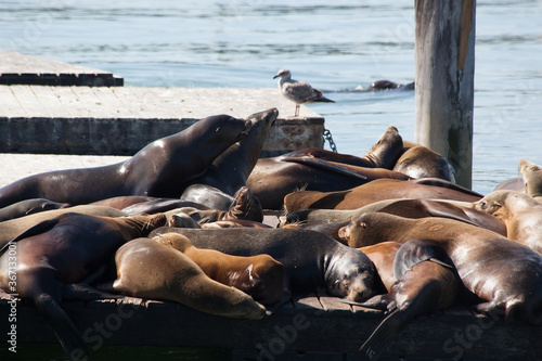 Sea Lions on a San Francisco Dock