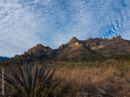 Desert mountain landscape with a yucca plant 
