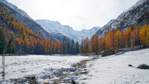 Winter Italy's Gran Paradiso National Park, snowy mountains and yellow larches in Aosta Valley