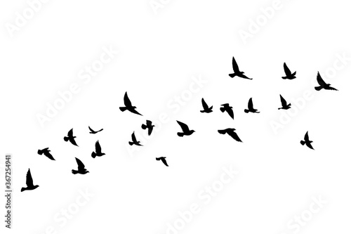 Flying birds silhouettes on white background. Vector illustration. isolated bird flying. tattoo design.