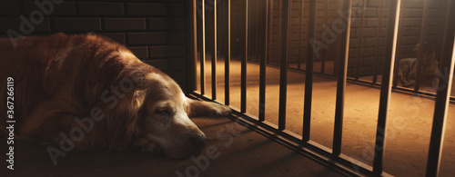 (photo composite on 3D Rendering, illustration) Sad golden retriever inside a dog pound cell.