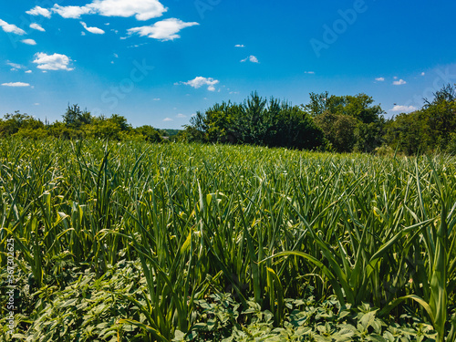 Field with growing green young corn with blue sky with white clouds on a sunny summer day.
