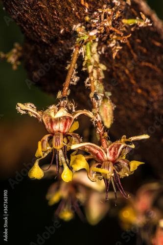 Cacoa Flower (Theobroma cacao) and Aphids