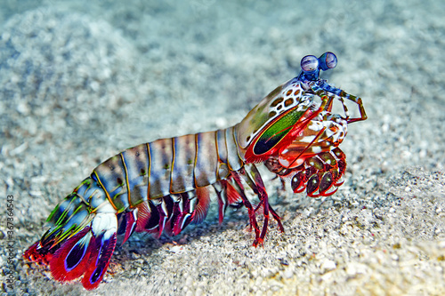 Mantis shrimp in the sea