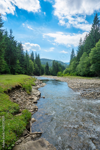 mountain river among the forest in valley. sunny summer landscape. green grass and rocks on the shore. white clouds on the blue sky
