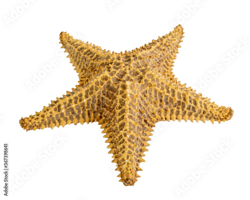 starfish isolated on a white background. Close-up. Side view