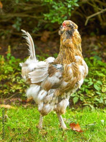 Americana Chicken molting. Only one tail feather left. The hen appears to be embarrassed because of the lack of feathers