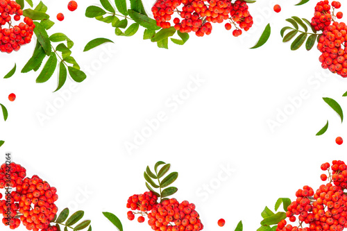 Bunches of red rowan berries