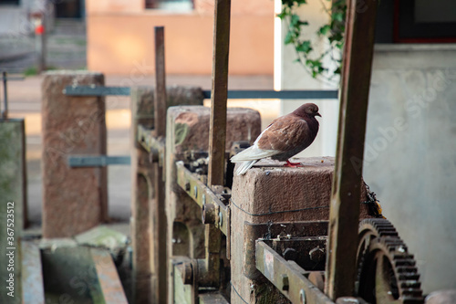 Treviso colomba su muretto - mulino ad acqua 
