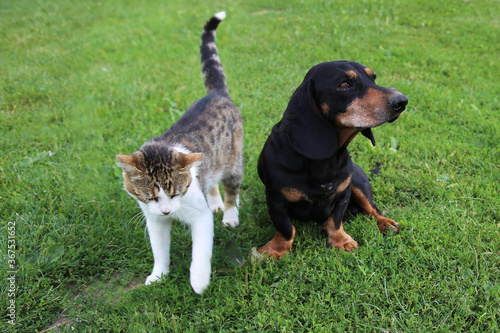 dog and cat friends animal friendship fauna