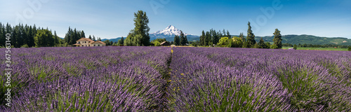 Rows of Lavender Fields in Full Bloom with snow capped in the background. Mt. Hood
