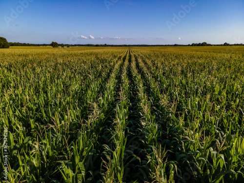 corn field from above blue sky summer 