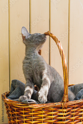 a grey cat is lying in a basket in the sun