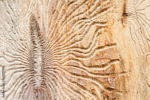 Bark beetle engraving the sapwood background. macro view, soft focus