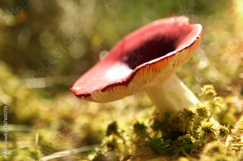 A russula mushroom, with a red cap, in a Belarusian forest, with sunlight.