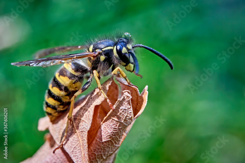 Gemeine Wespe ( Vespula vulgaris ).