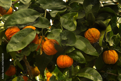 Bitter orange, Seville orange, sour orange, bigarade orange "Canaliculata" (Citrus aurantium).