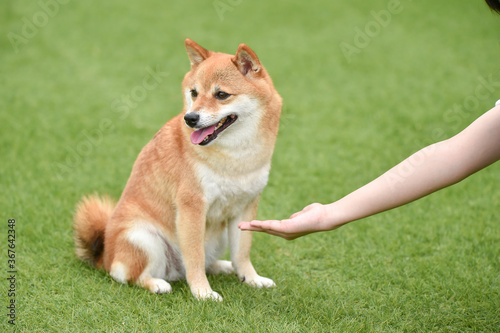 飼い主にお手を拒否する柴犬