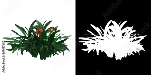 Front view of floral plant (Clivia Miniata) png with alpha channel to cutout 3D rendering
