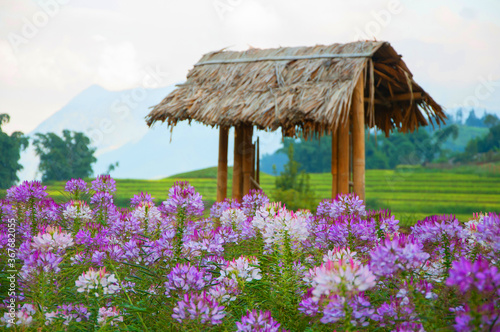 Field of blooming pink, purple flowers, bamboo canopy with thatched roof, rice terraces on the background at Cat Cat Village, Sapa, Northern Vietnam