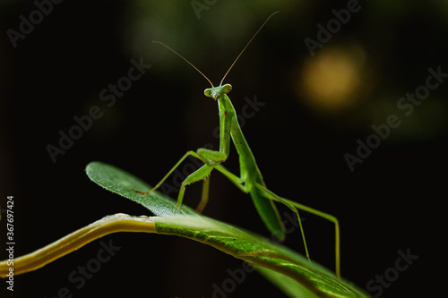 a narrow winged mantis looking very intense and beautiful. the color of the mantid is bronn and green. this is a wild caught praying mantis and was found in japan. it is a very beautiful insect