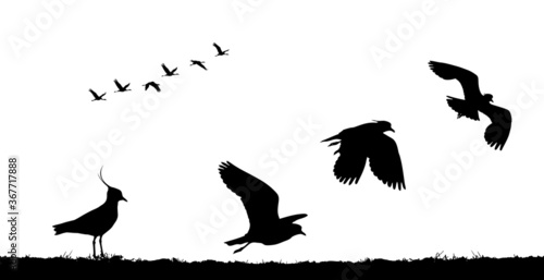 Northern lapwing take off in field. Vector silhouette