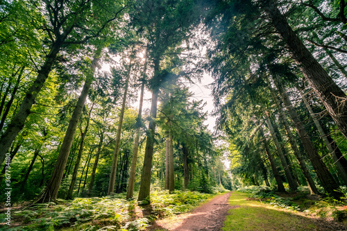 Beautiful pine forest in the New Forest National Park in Hampshire, UK 