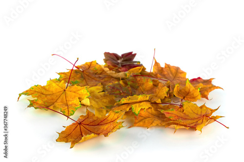 Autumn leaves isolated on white background