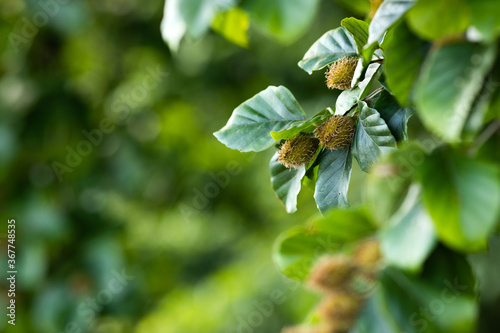 Beech tree branch with beech seeds. Beech nuts. Summer forest background