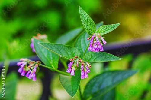 Pretty flowers of comfrey