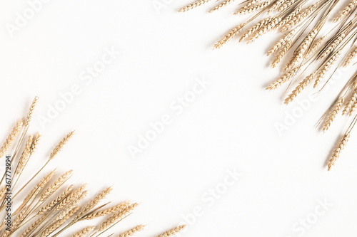 Autumn composition. Wheat ears on white background. Autumn, fall, thanksgiving day concept. Flat lay, top view