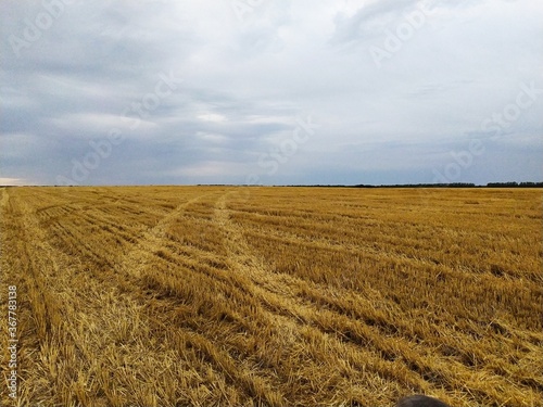 Beveled field of wheat
