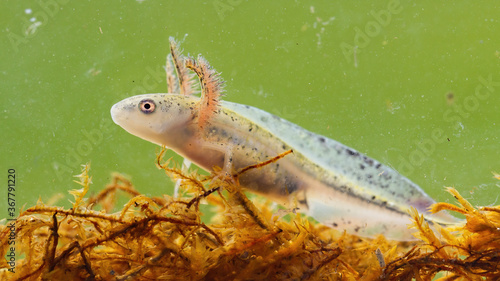 Danube crested newt, triturus dobrogicus, larva swimming in wetland from close up. Immature amphibian floating in marsh under the water. Wild patterned animal looking on kelp.