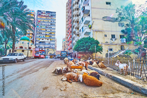 The herd of sheep in city, Alexandria, Egypt