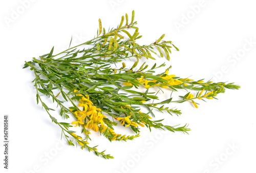 Genista tinctoria, the dyer's greenweed or dyer's broom. Isolated on white background