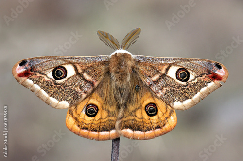 Small Emperor Moth (Saturnia pavonia) is a moth of the family Saturniidae, macro photo.