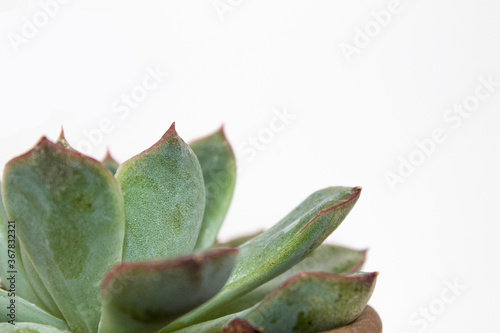 Kaktus, sukulent, Succulents,