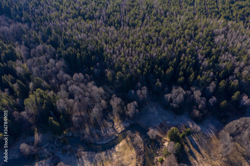 Drone shot flying on spring pine tree forest