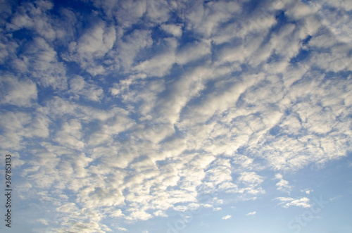 Sheep clouds in the summer