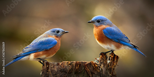 Two male bluebirds on perch