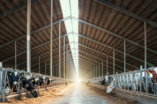 Dairy cows in modern cowshed livestock stall.