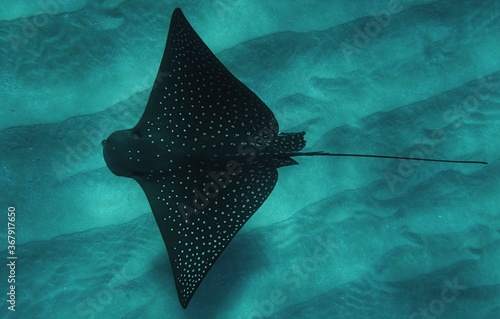 A Spotted Eagle Ray swims through perfect waters in Hawaii 