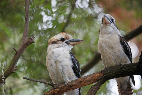 Two Laughing kookaburra - Victoria, Australia