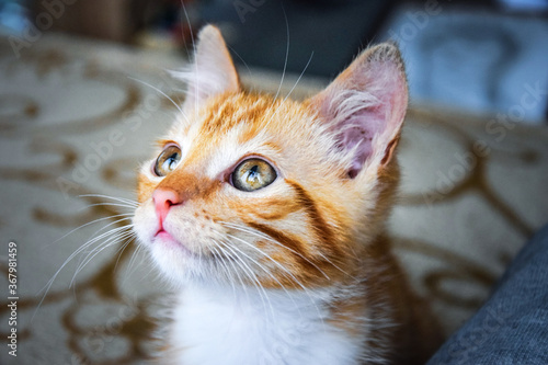 Rudy kot patrzący się pięknymi oczami w górę