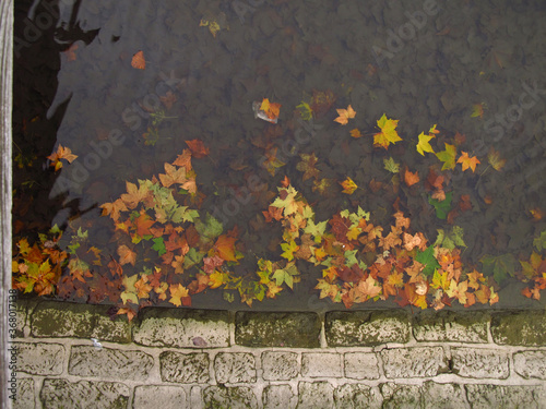 Jesienne liście w wodzie przy starym murze