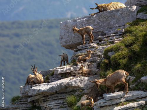 Wild chamois on top of the mountain. Rupicapra pyrenaica ornata