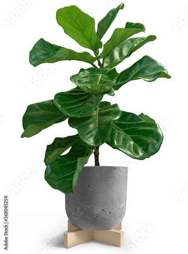 House Plant of Fiddle leaf fig tree in loft pot on white background