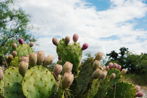 Green cactus plant with prickly pear fruit in nature, sky background.