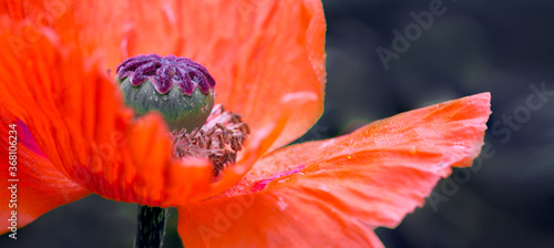 Close Up shot of a large red poppy isolated on green.